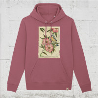 hibiscus rose